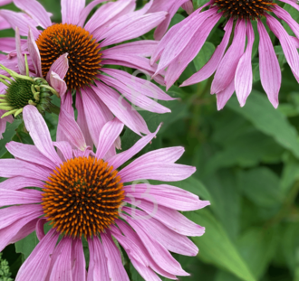 Echinacea purp. 'Magnus' | Zonnehoed | Vaste plant