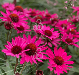 Echinacea purp. 'Fatal Attraction | Zonnehoed | Vaste plant