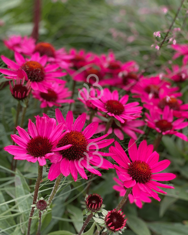 Echinacea purp. 'Fatal Attraction | Zonnehoed | Vaste plant