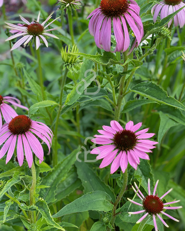 Echinacea purpurea | Zonnehoed | Vaste plant