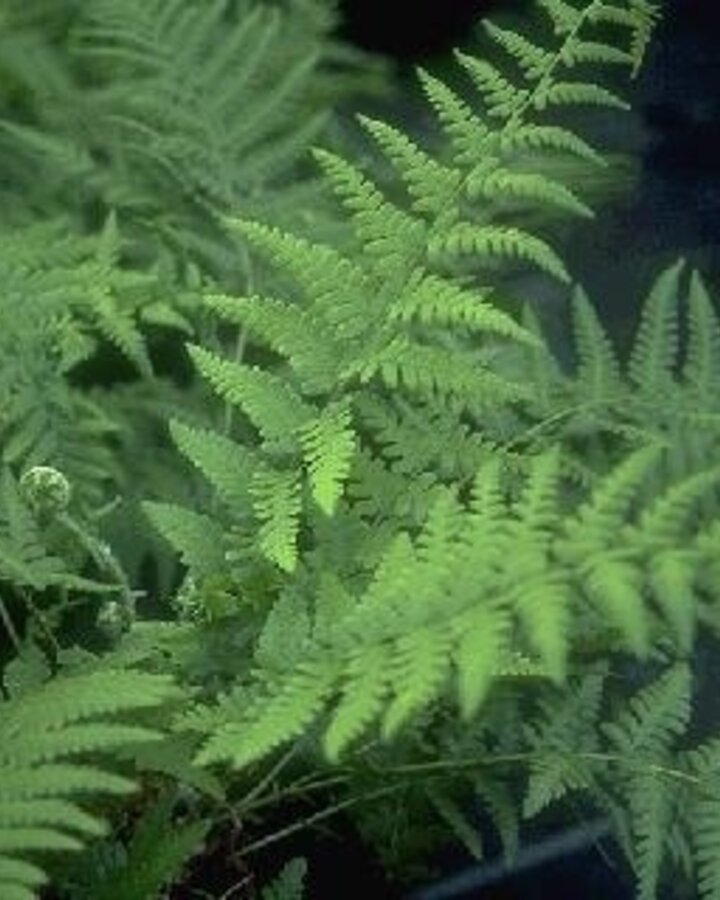 Dryopteris filix-mas | Varen | Vaste plant
