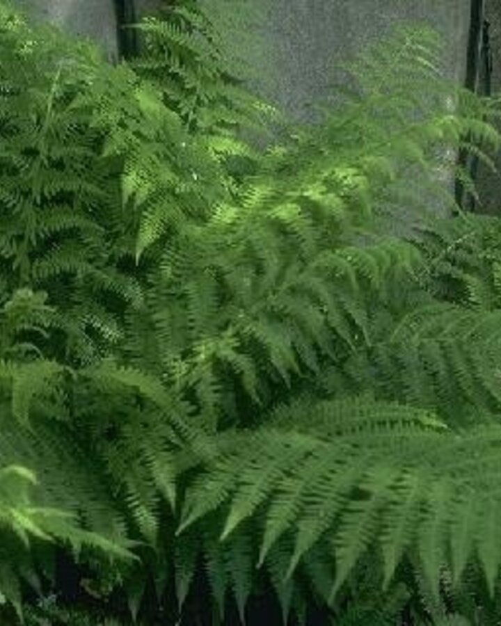 Dryopteris affinis | Mannetjes varen | Vaste plant