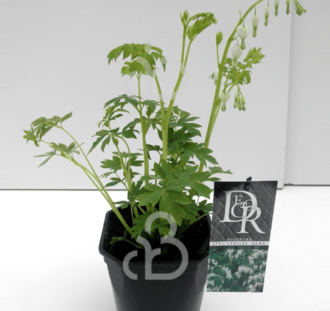 Dicentra spectabilis 'Alba' | Gebroken hartje | Vaste plant