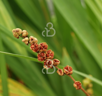 Crocosmia 'Lucifer' | Montbretia | Vaste plant