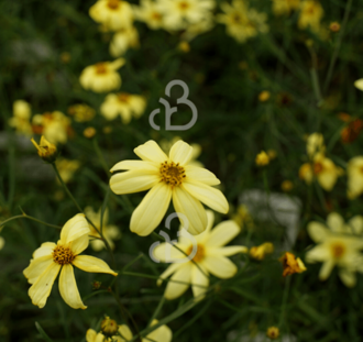 Coreopsis vert. 'Moonbeam' | Meisjesogen | Vaste plant