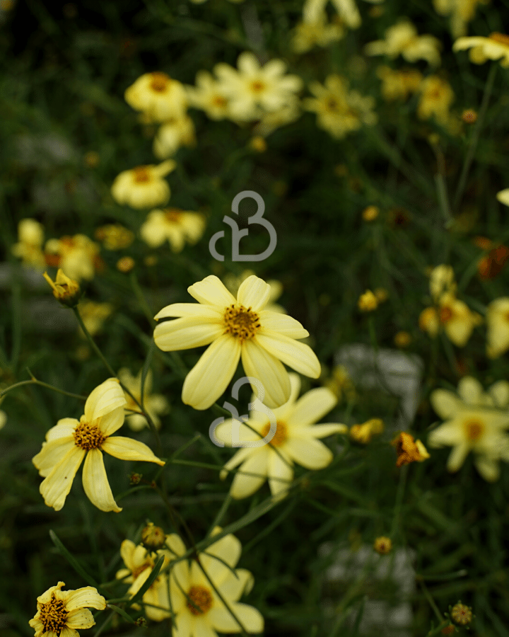 Coreopsis vert. 'Moonbeam' | Meisjesogen | Vaste plant