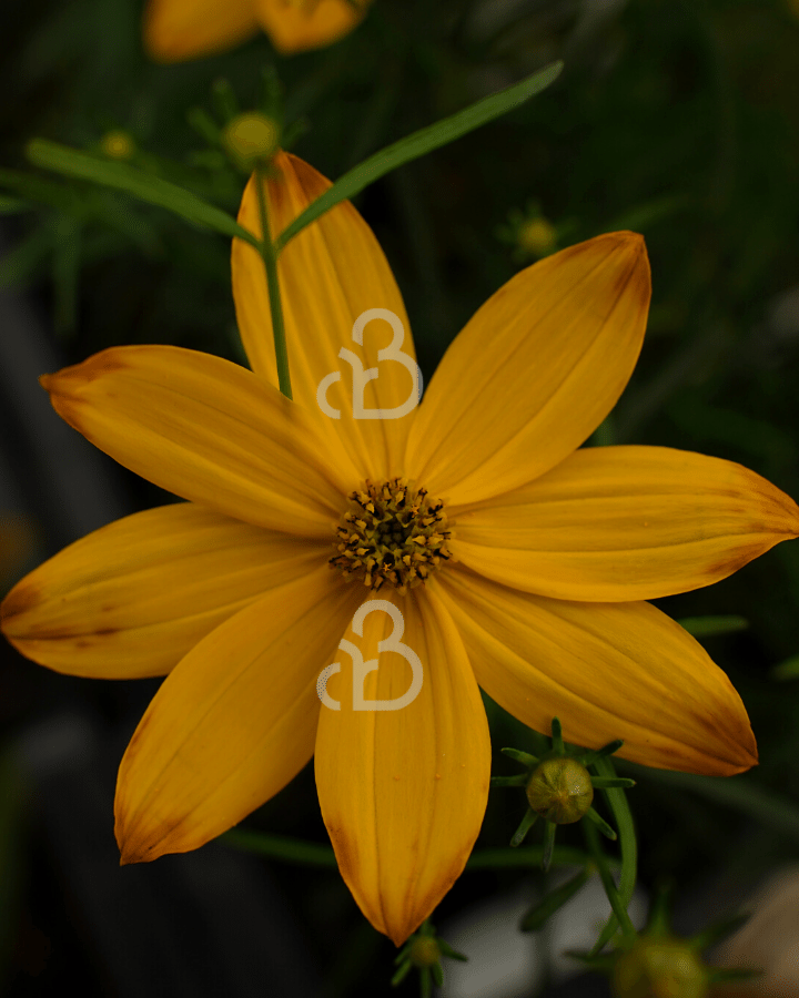 Coreopsis vert. 'Grandiflora' | Meisjesogen