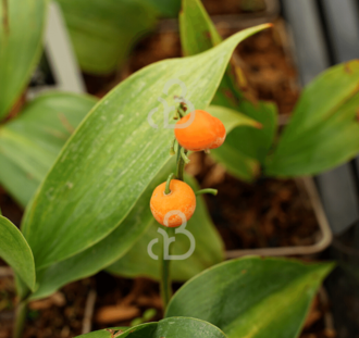 Convallaria majalis | Lelietje der dalen | Vaste plant