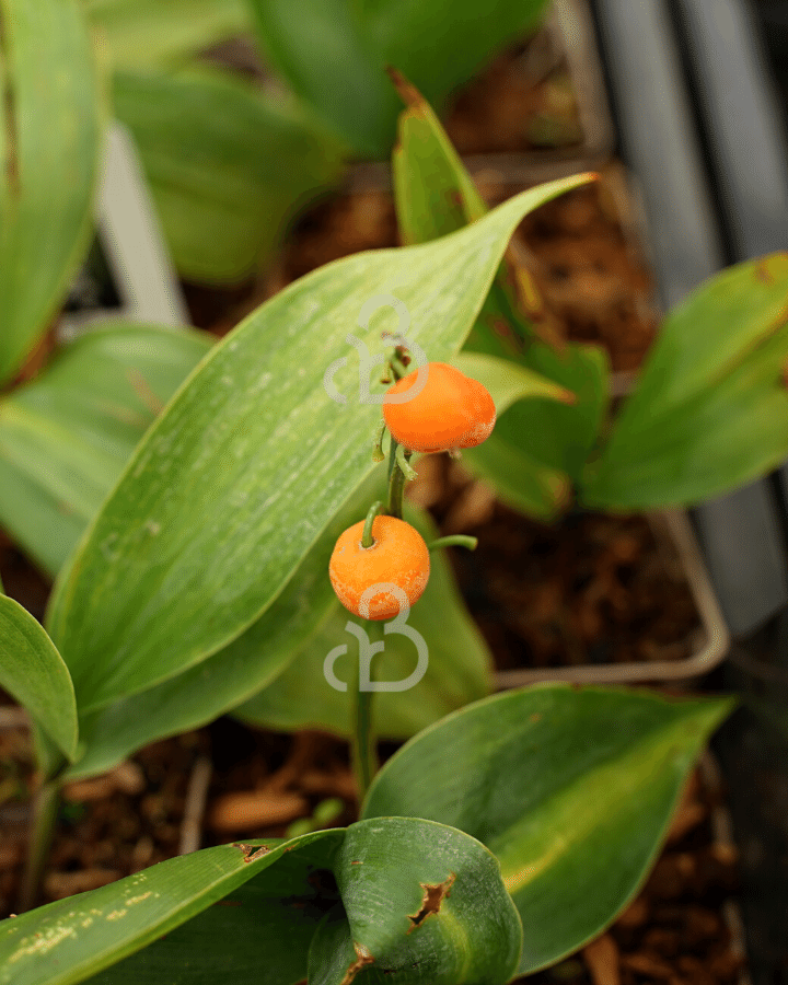 Convallaria majalis | Lelietje der dalen