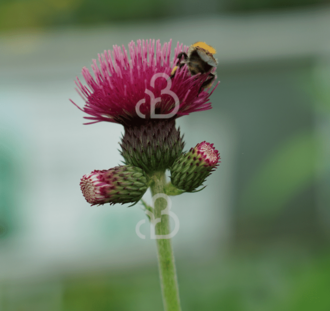 Cirsium rivulare 'Atropurpureum' | Vederdistel |  Beekdistel | Vaste plant