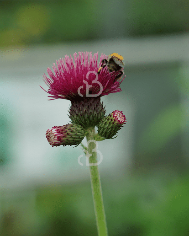 Cirsium rivulare 'Atropurpureum' | vederdistel |  beekdistel