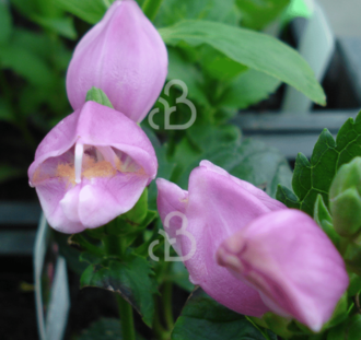 Chelone obliqua | Schildpadbloem | Vaste plant