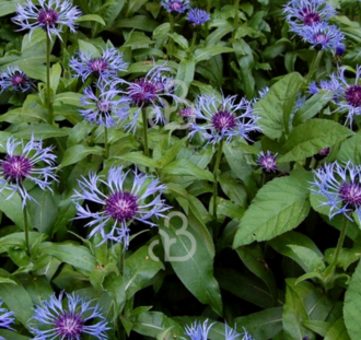 Centaurea montana | Bergkorenbloem  | Vaste plant