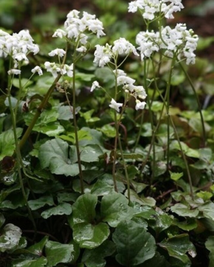 Cardamine trifolia | Veldkers  | Vaste plant