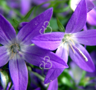 Campanula posch. 'Stella' | Klokjesbloem | Vaste plant