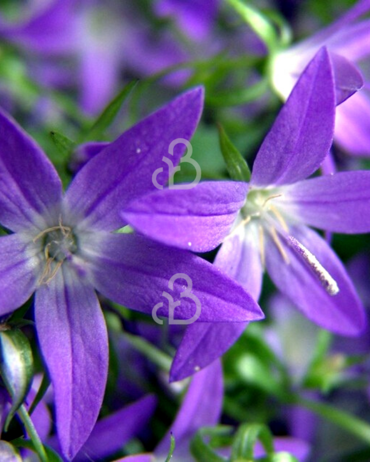 Campanula posch. 'Stella' | Klokjesbloem | Vaste plant