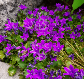 Campanula poscharskyana | Klokjesbloem | Vaste plant