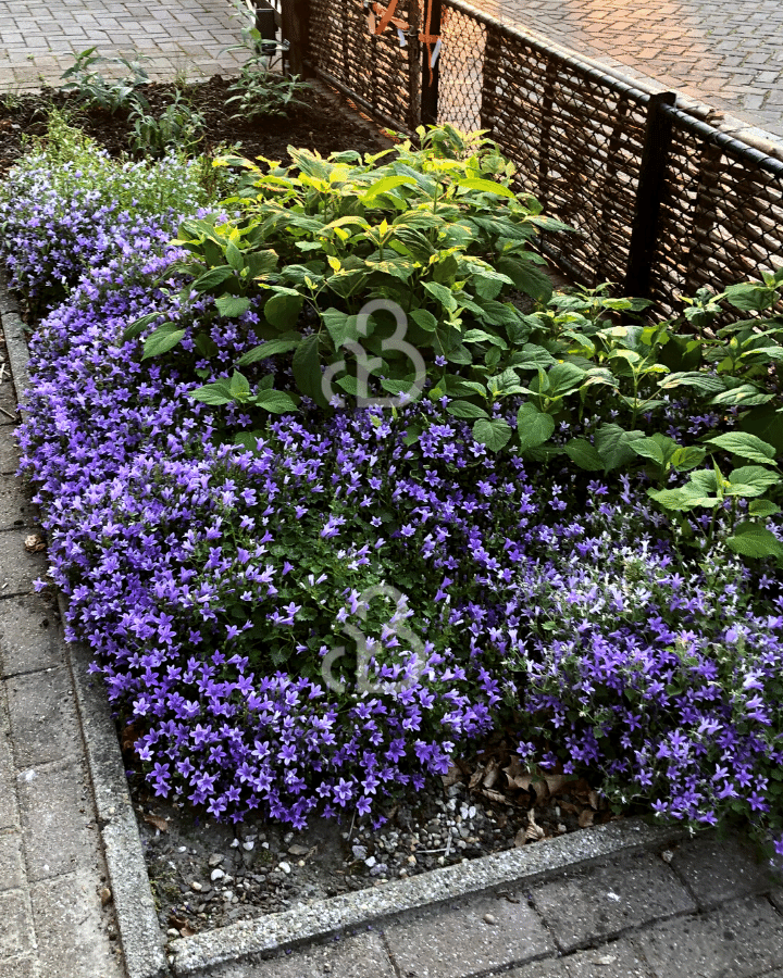 Campanula poscharskyana | Klokjesbloem | Vaste plant
