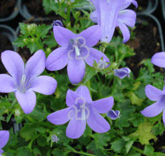 Campanula portenschlagiana | Kluwenklokje | Vaste plant