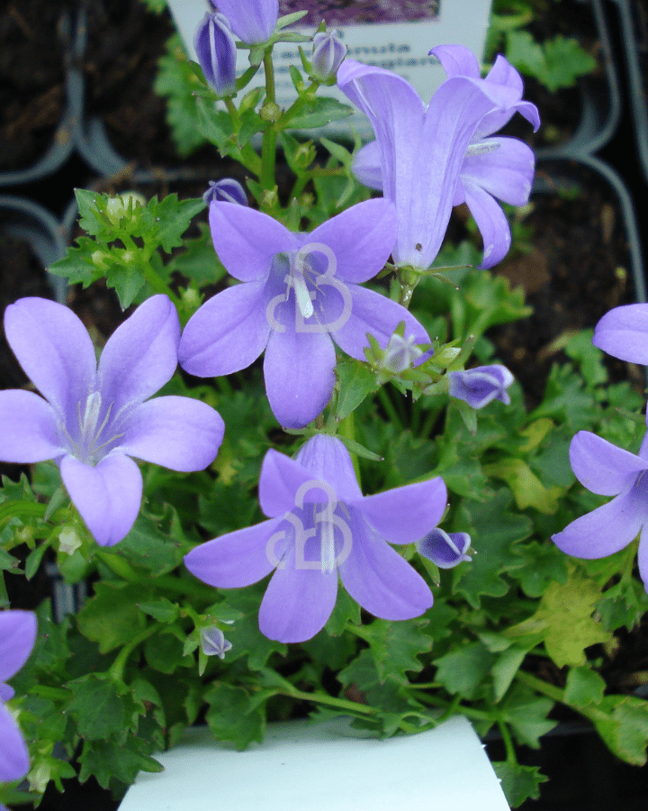 Campanula portenschlagiana | Kluwenklokje | Vaste plant