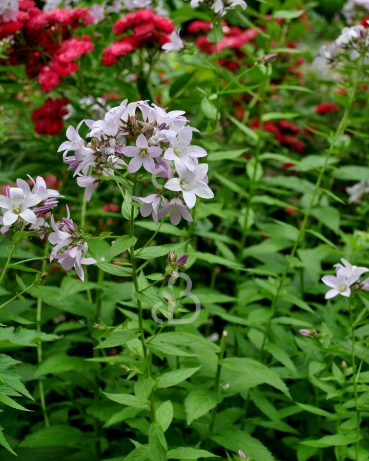 Campanula lact. 'Loddon Anna' | Klokjesbloem | Vaste plant