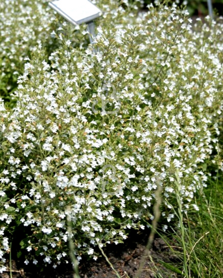 Calamintha nepeta 'White Cloud' | Kattenkruid | Vaste plant