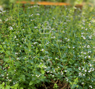 Calamintha nepeta nepeta | Steentijm | Vaste plant