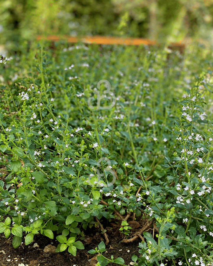 Calamintha nepeta nepeta | Steentijm | Vaste plant