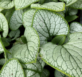 Brunnera macr. 'Silver Heart' | Vergeet-me-nietje | Vaste plant