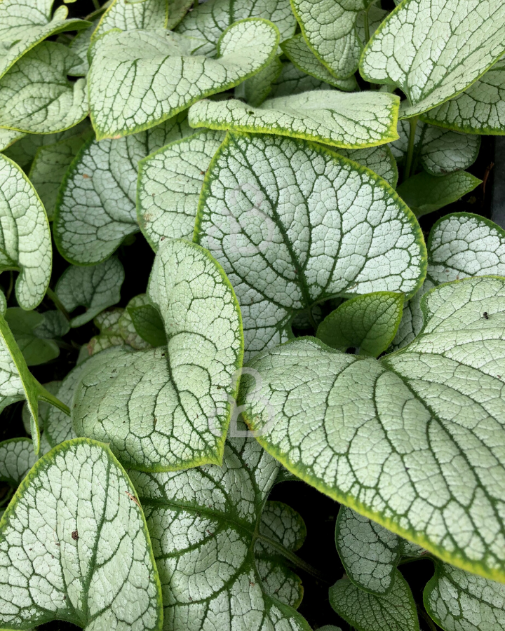 Brunnera macr. 'Silver Heart' | Vergeet-me-nietje | Vaste plant