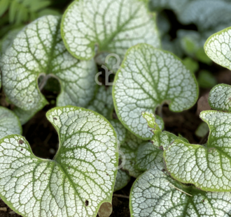 Brunnera macr. 'Sea Heart' | Vergeet-me-nietje | Vaste plant