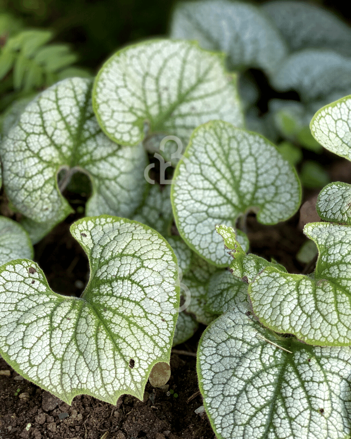 Brunnera macr. 'Sea Heart' | Vergeet-me-nietje | Vaste plant