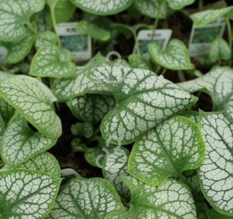 Brunnera macrophylla 'Jack Frost' | Vergeet-mij-nietje | Vaste plant