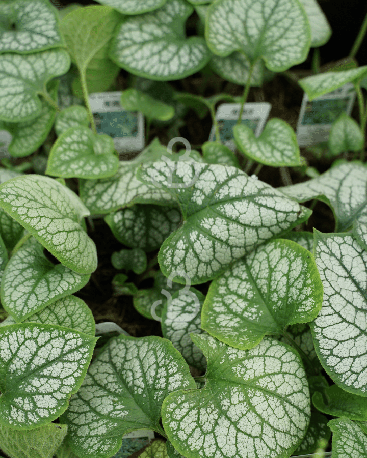 Brunnera macrophylla 'Jack Frost' | Vergeet-mij-nietje | Vaste plant