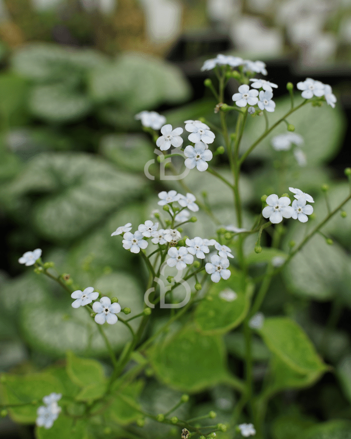 Brunnera macrophylla 'Jack Frost' | Vergeet-mij-nietje | Vaste plant