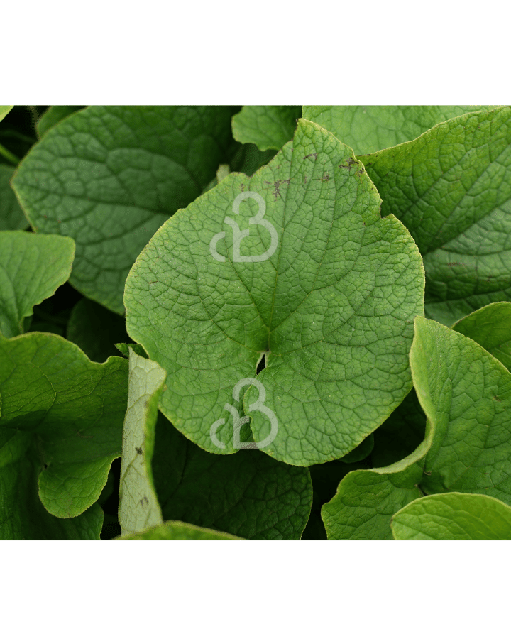 Brunnera macr. 'Betty Bowring'  | Kaukasische vergeet-mij-nietje | Vaste plant