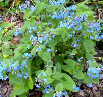 Brunnera macrophylla | Vergeet-mij-nietje | Vaste plant