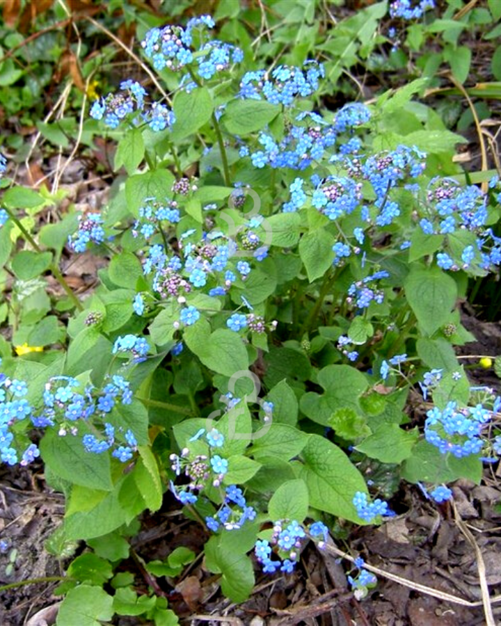 Brunnera macrophylla | Vergeet-mij-nietje | Vaste plant