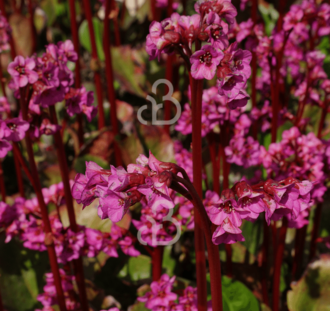 Bergenia cordifolia | Schoenlappersplant | Vaste plant