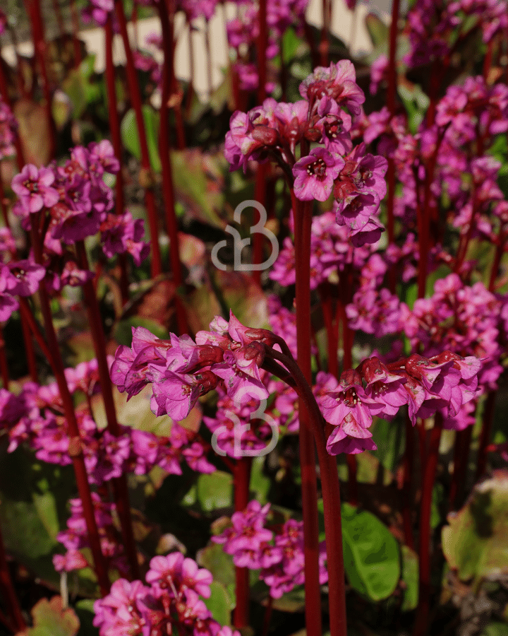 Bergenia cordifolia | Schoenlappersplant | Vaste plant