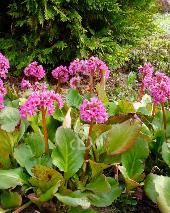 Bergenia cordifolia | Schoenlappersplant | Vaste plant