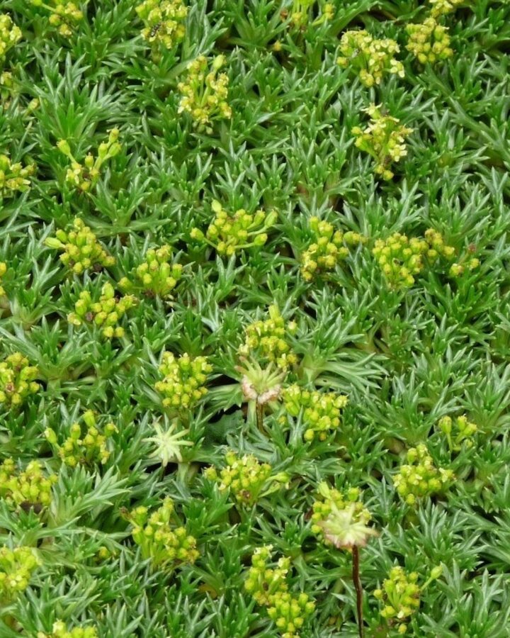 Azorella trifurcata | andeskruid  | Vaste plant