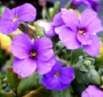 Aubrieta 'Cascade Blue'  | Vaste plant