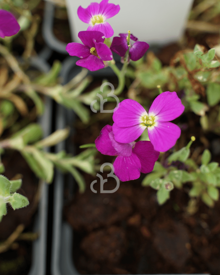 Aubrieta 'Bressingham Red' | Blauwkussen | Vaste plant