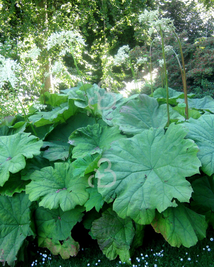 Astilboides tabularis  | Tafelblad | Vaste plant