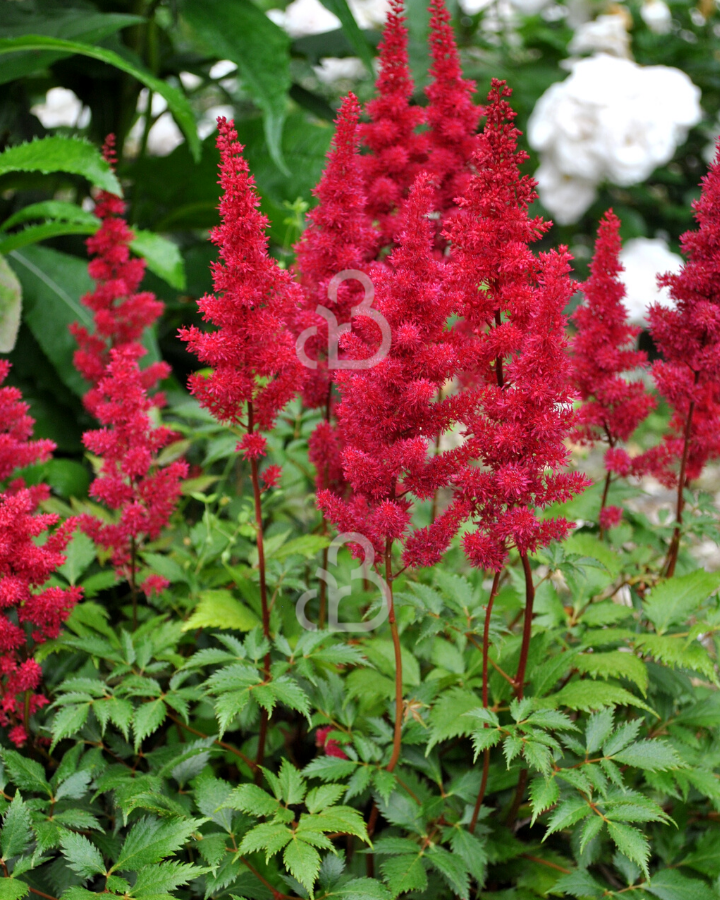 Astilbe (A) 'Spinell'  | Pluimspirea | Vaste plant