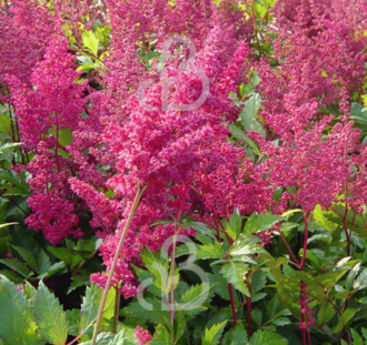Astilbe (A) 'Fanal' | Pluimspirea | Vaste plant