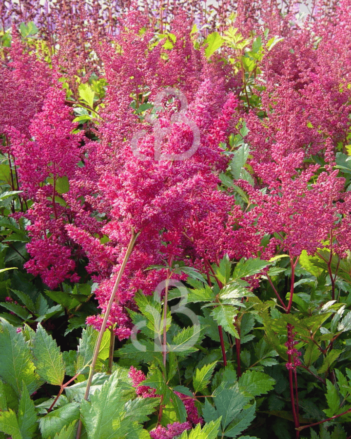 Astilbe (A) 'Fanal' | Pluimspirea | Vaste plant