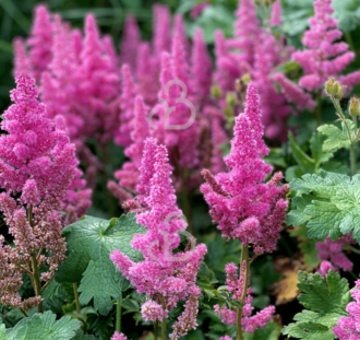 Astilbe chinensis 'Pumila'  | Pluimspirea | Vaste plant