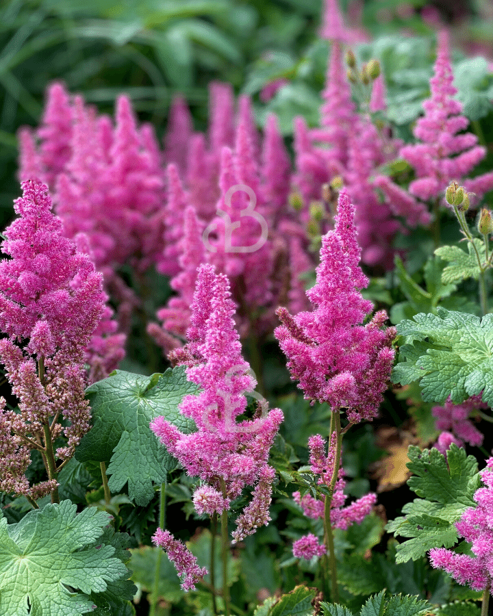 Astilbe chinensis 'Pumila'  | Pluimspirea | Vaste plant